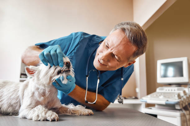 Best Emergency Tooth Extraction  in Kendallville, IN